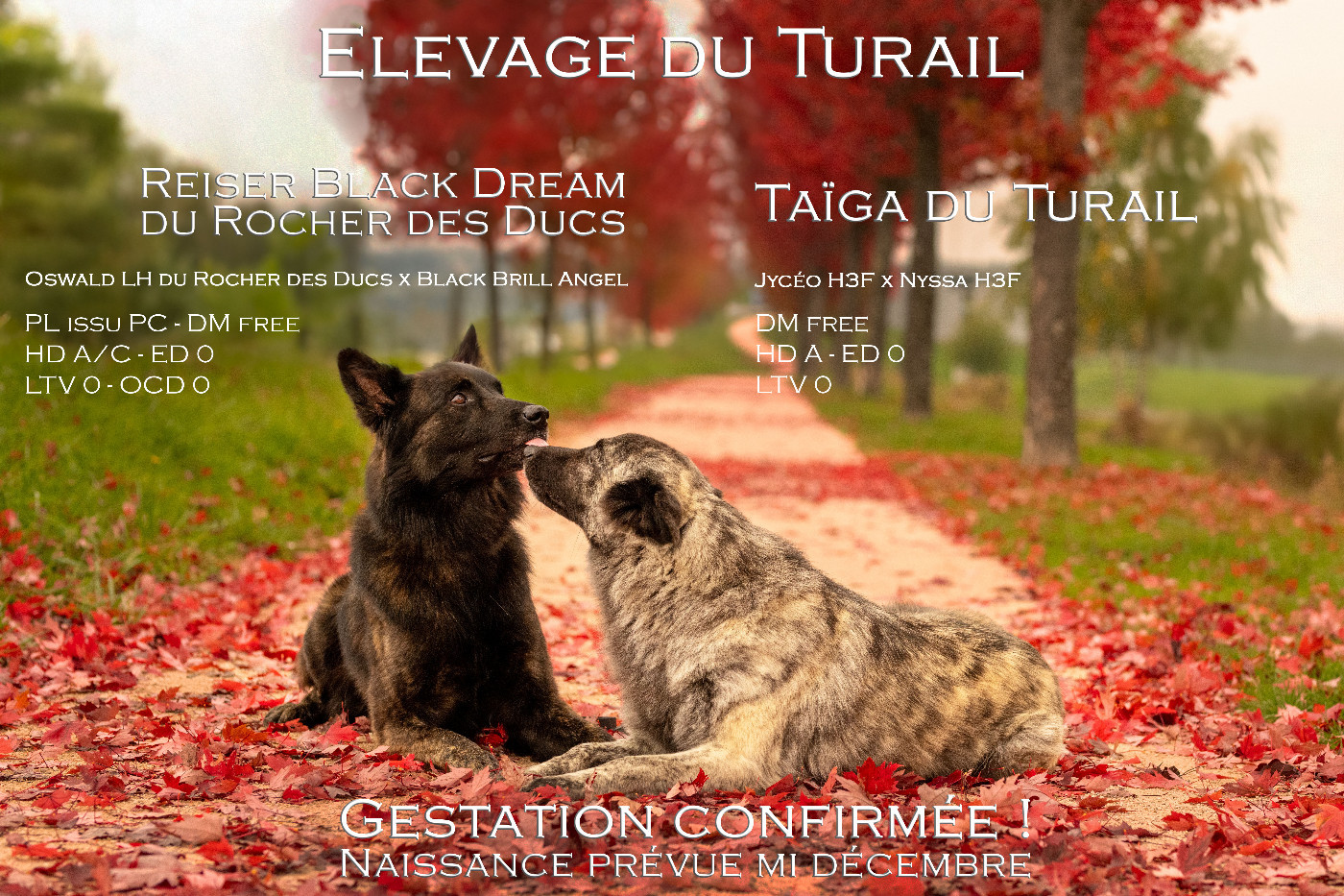 La gestation a été confirmée !!