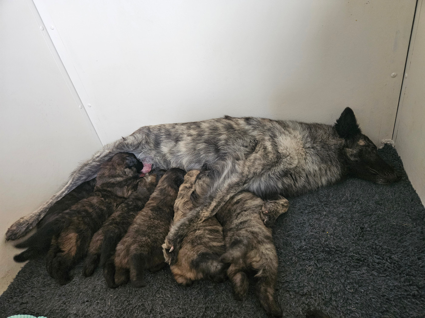 Chiot Berger hollandais Du Turail