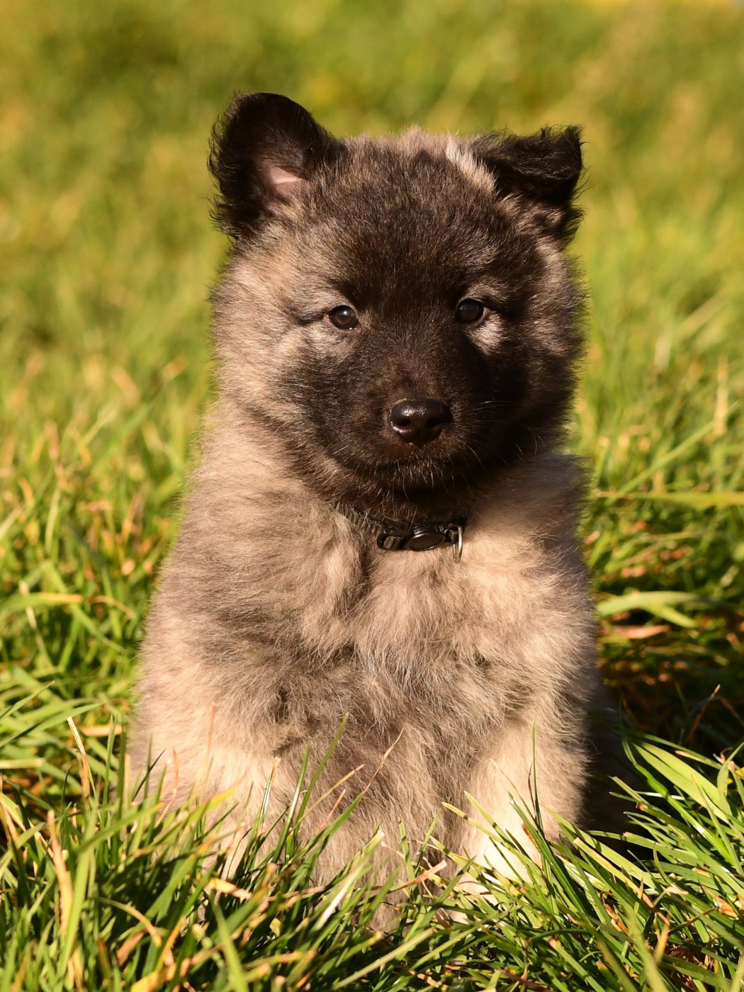 Du Turail - Chiots disponibles - Berger hollandais