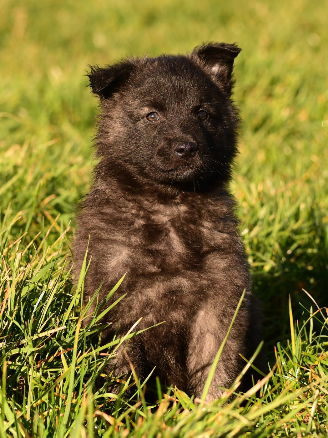 Du Turail - Chiots disponibles - Berger hollandais